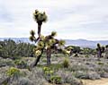 professional american fine art landscape photographer of california desert