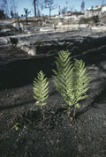 Oakland Firestorm 1991