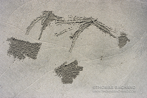 book of shoestring travel