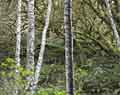 Forest. Bear Valley Trail. Point Reyes National Seashore. California. CA.