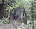 Stump with Foothold