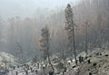 Destroyed forest. Oakland Hills above Hwy 24.  Broadway Terrace. Oakland Firestorm, California