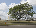 Goodyear. Niagara Falls; NY