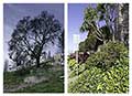 Mountain Blvd.. Rephotography of the Oakland Firestorm after 28 years. Oakland California 1991/2019.